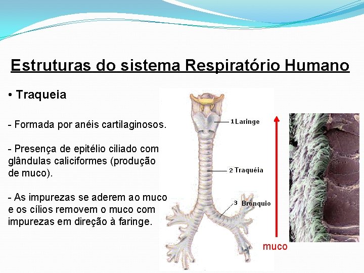 Estruturas do sistema Respiratório Humano • Traqueia - Formada por anéis cartilaginosos. - Presença