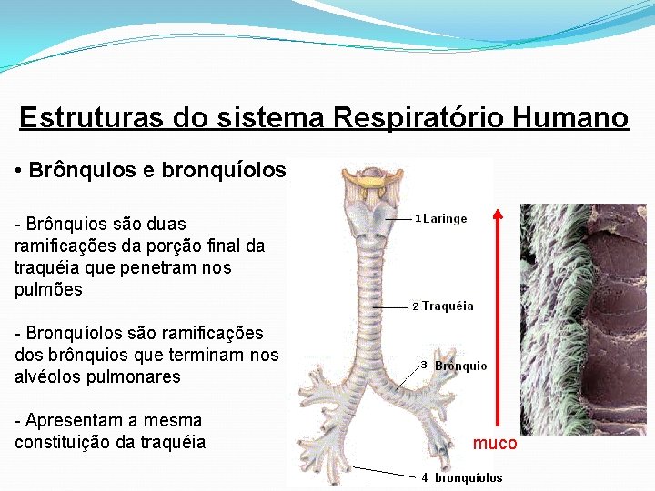 Estruturas do sistema Respiratório Humano • Brônquios e bronquíolos - Brônquios são duas ramificações