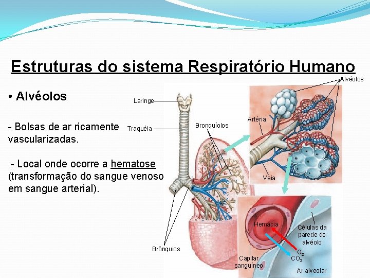 Estruturas do sistema Respiratório Humano Alvéolos • Alvéolos - Bolsas de ar ricamente vascularizadas.