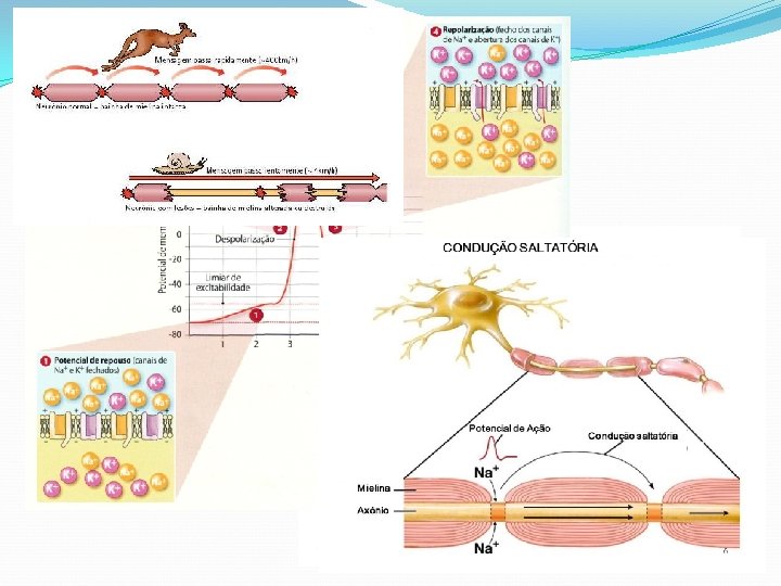 Sistema Nervoso Condução do Potencial de Ação. 