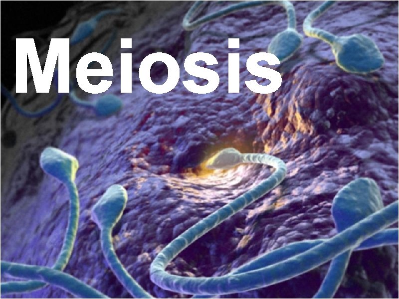 Meiosis Meiosis