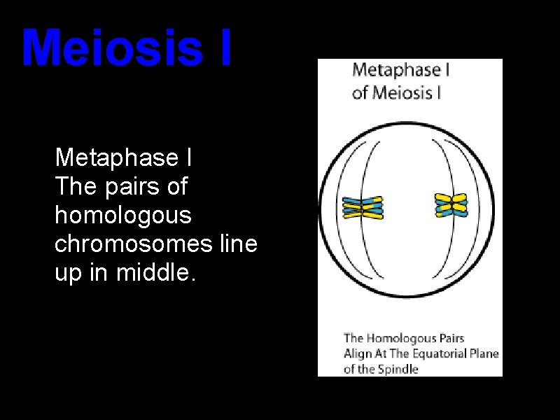 Meiosis I Metaphase I The pairs of homologous chromosomes line up in middle. Meiosis I Metaphase I The pairs of homologous chromosomes line up in middle.