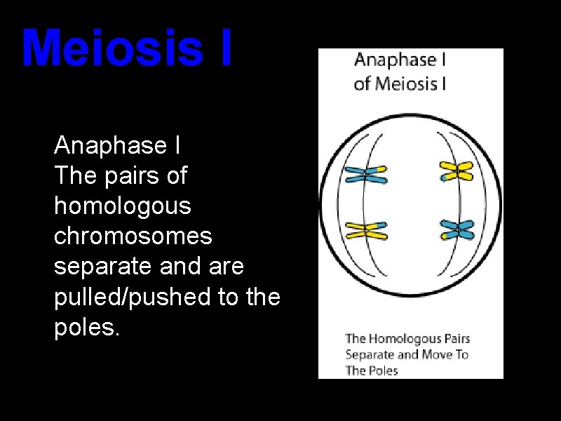Meiosis I Anaphase I The pairs of homologous chromosomes separate and are pulled/pushed to Meiosis I Anaphase I The pairs of homologous chromosomes separate and are pulled/pushed to
