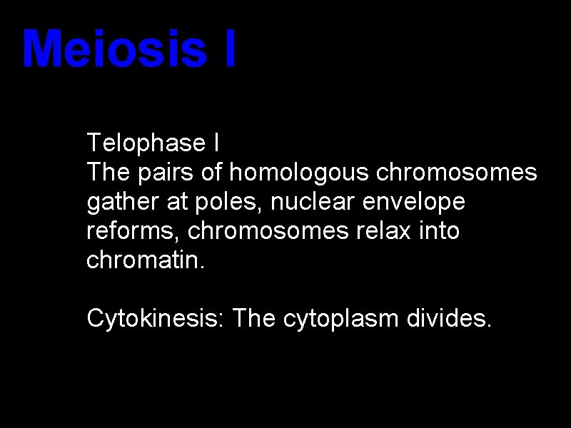 Meiosis I Telophase I The pairs of homologous chromosomes gather at poles, nuclear envelope Meiosis I Telophase I The pairs of homologous chromosomes gather at poles, nuclear envelope