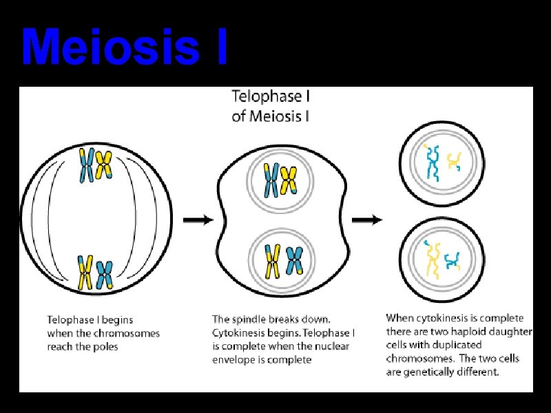 Meiosis I Meiosis I