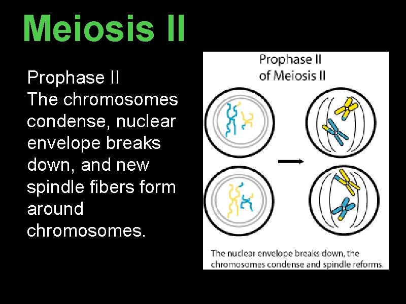 Meiosis II Prophase II The chromosomes condense, nuclear envelope breaks down, and new spindle Meiosis II Prophase II The chromosomes condense, nuclear envelope breaks down, and new spindle