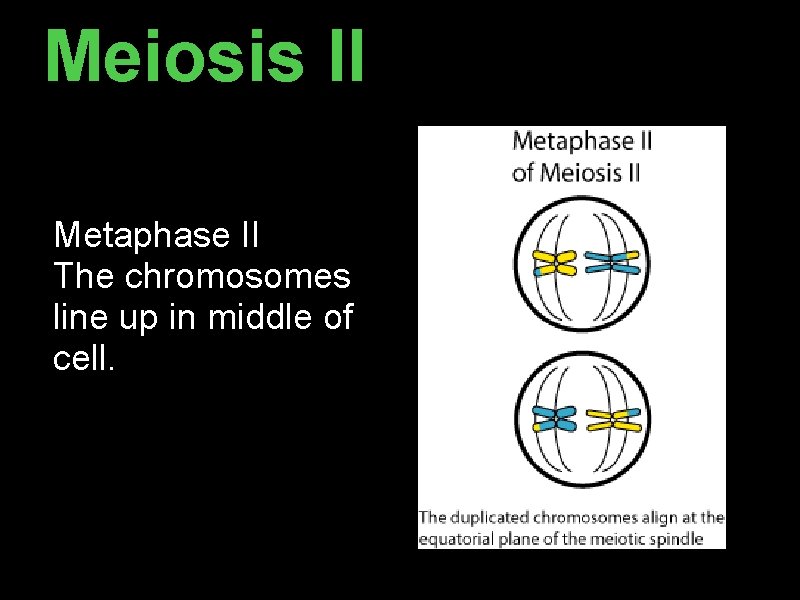 Meiosis II Metaphase II The chromosomes line up in middle of cell. Meiosis II Metaphase II The chromosomes line up in middle of cell.