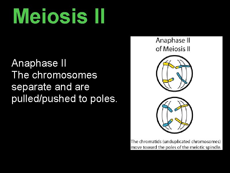 Meiosis II Anaphase II The chromosomes separate and are pulled/pushed to poles. Meiosis II Anaphase II The chromosomes separate and are pulled/pushed to poles.