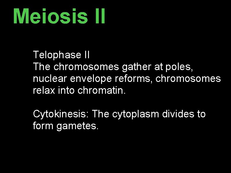 Meiosis II Telophase II The chromosomes gather at poles, nuclear envelope reforms, chromosomes relax Meiosis II Telophase II The chromosomes gather at poles, nuclear envelope reforms, chromosomes relax