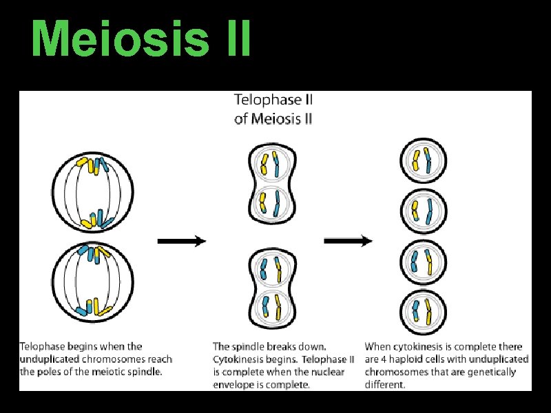 Meiosis II Meiosis II
