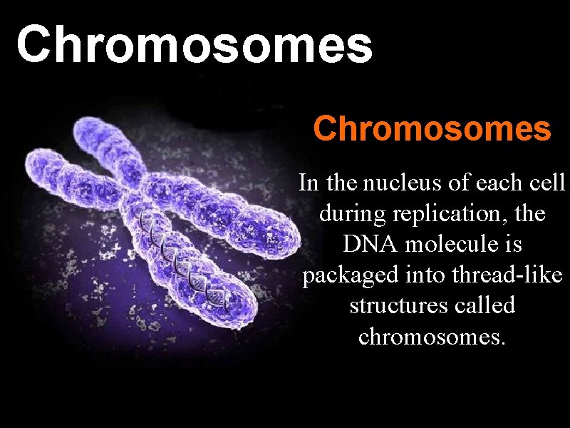 Chromosomes In the nucleus of each cell during replication, the DNA molecule is packaged Chromosomes In the nucleus of each cell during replication, the DNA molecule is packaged
