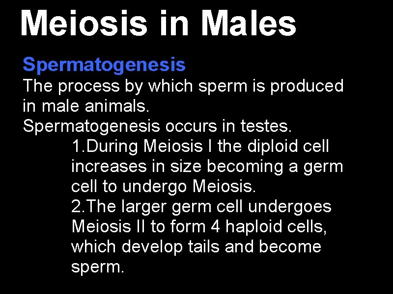 Meiosis in Males Spermatogenesis The process by which sperm is produced in male animals. Meiosis in Males Spermatogenesis The process by which sperm is produced in male animals.