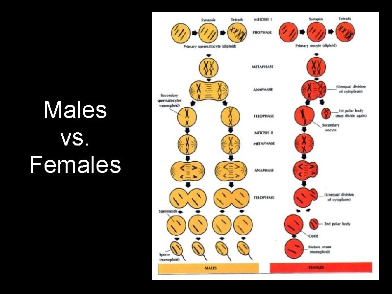 Males vs. Females Males vs. Females