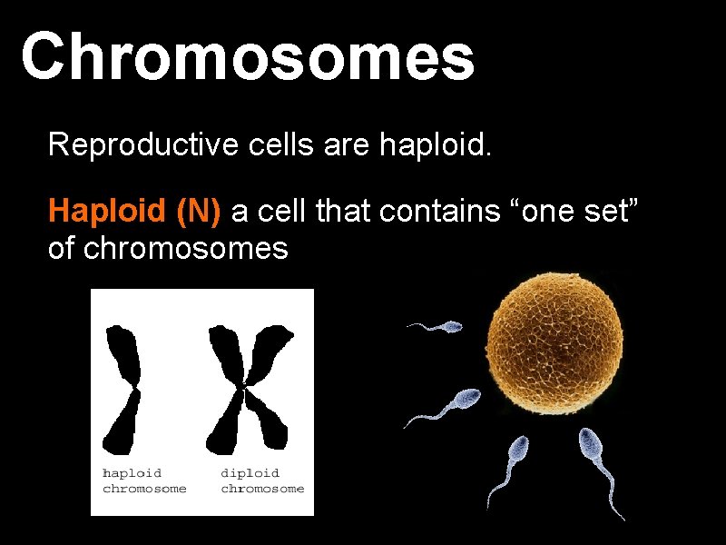 Chromosomes Reproductive cells are haploid. Haploid (N) a cell that contains “one set” of Chromosomes Reproductive cells are haploid. Haploid (N) a cell that contains “one set” of