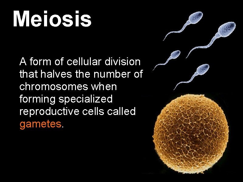 Meiosis A form of cellular division that halves the number of chromosomes when forming Meiosis A form of cellular division that halves the number of chromosomes when forming