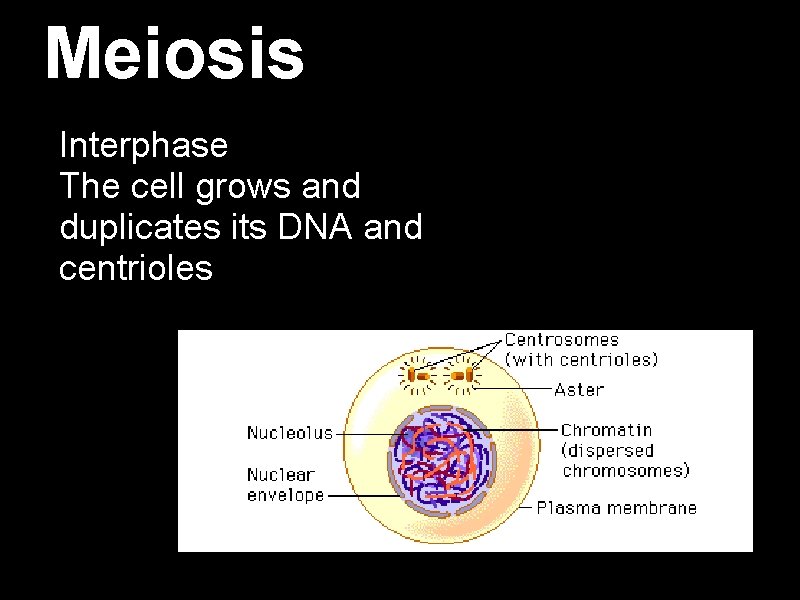 Meiosis Interphase The cell grows and duplicates its DNA and centrioles Meiosis Interphase The cell grows and duplicates its DNA and centrioles
