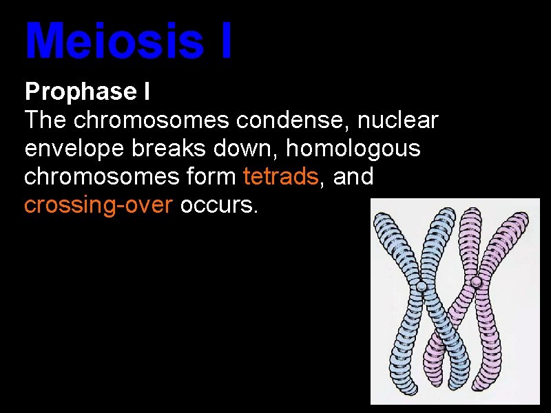 Meiosis I Prophase I The chromosomes condense, nuclear envelope breaks down, homologous chromosomes form Meiosis I Prophase I The chromosomes condense, nuclear envelope breaks down, homologous chromosomes form