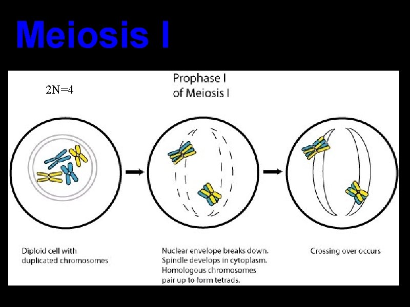 Meiosis I 2 N=4 Meiosis I 2 N=4
