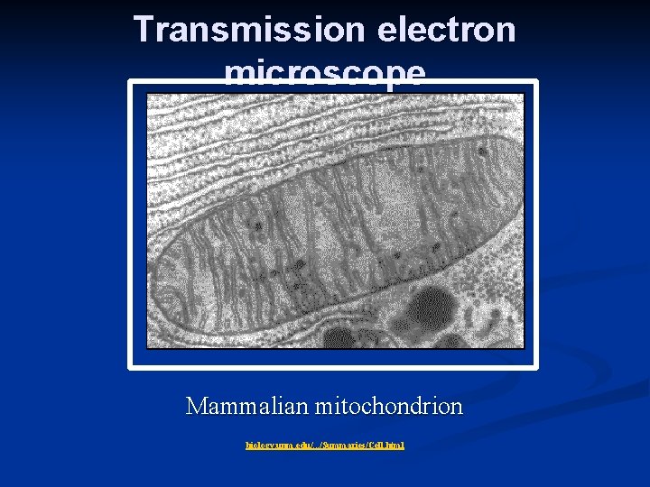 Transmission electron microscope Mammalian mitochondrion biology. unm. edu/. . . /Summaries/Cell. html 