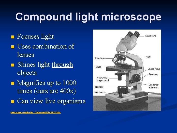Compound light microscope n n n Focuses light Uses combination of lenses Shines light