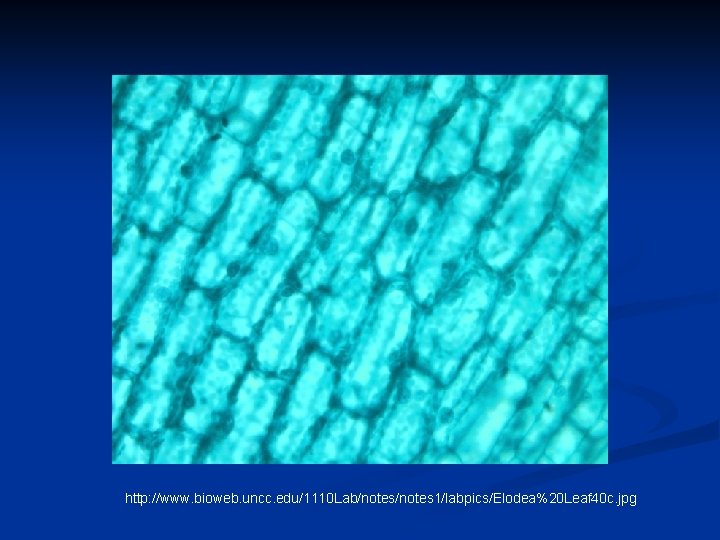 http: //www. bioweb. uncc. edu/1110 Lab/notes 1/labpics/Elodea%20 Leaf 40 c. jpg 