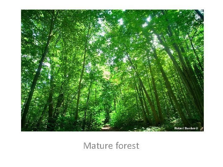 Mature forest 