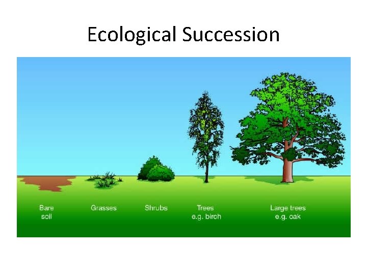 Ecological Succession 