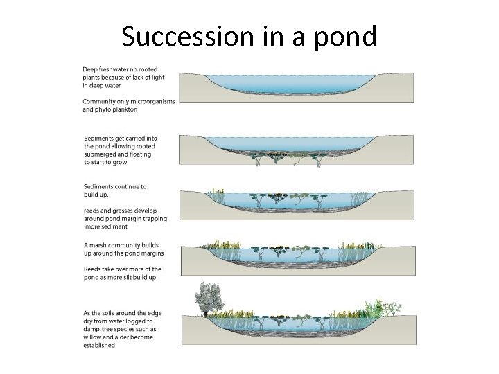 Succession in a pond 