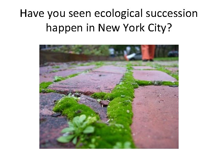 Have you seen ecological succession happen in New York City? 