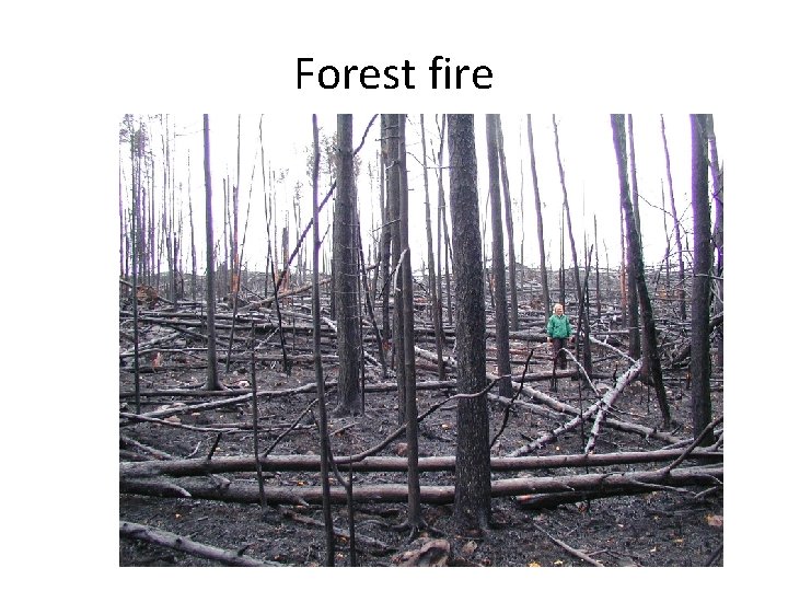 Forest fire 