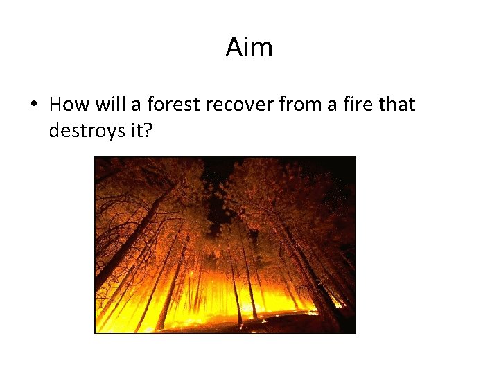 Aim • How will a forest recover from a fire that destroys it? 