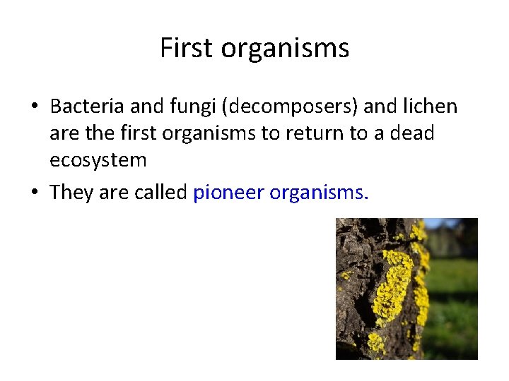 First organisms • Bacteria and fungi (decomposers) and lichen are the first organisms to