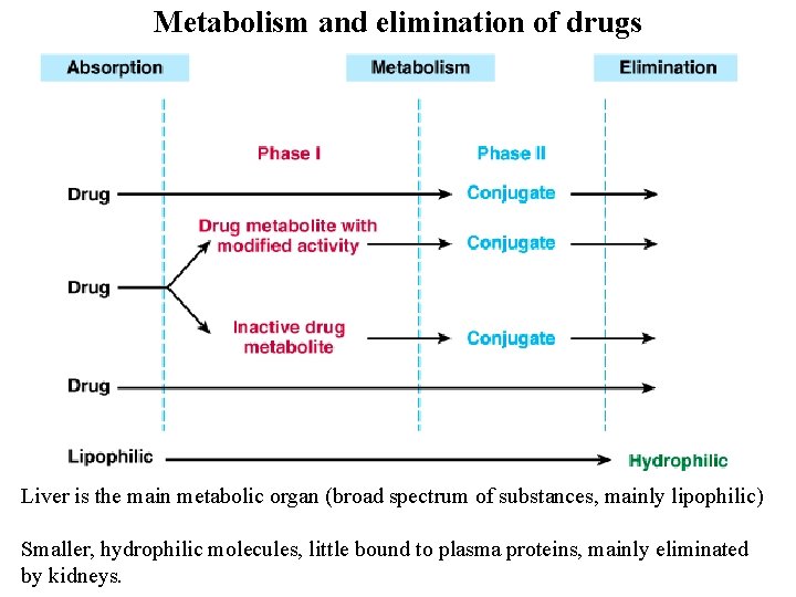 Metabolism and elimination of drugs Liver is the main metabolic organ (broad spectrum of