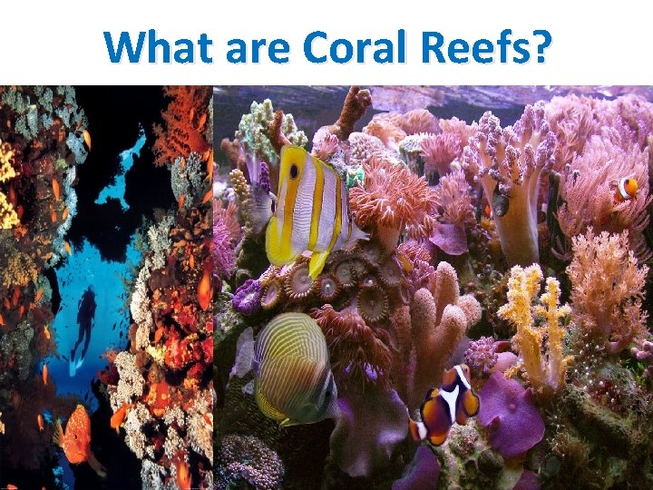 What are Coral Reefs? 