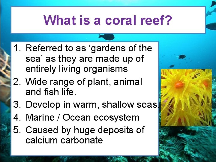 What is a coral reef? 1. Referred to as ‘gardens of the sea’ as