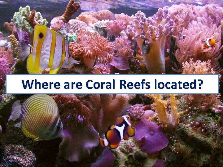 Where are Coral Reefs located? 