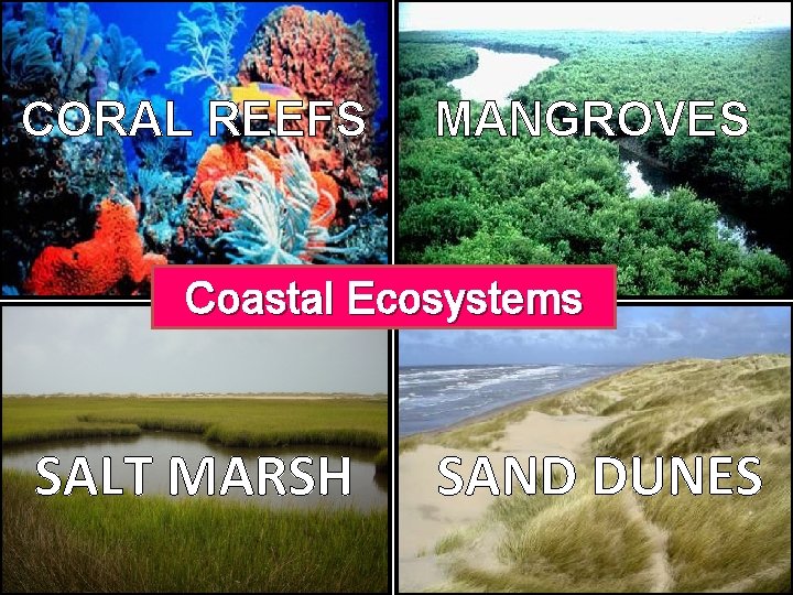 CORAL REEFS MANGROVES Coastal Ecosystems SALT MARSH SAND DUNES 