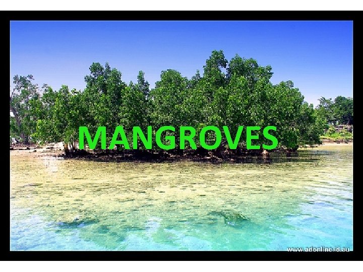 MANGROVES 