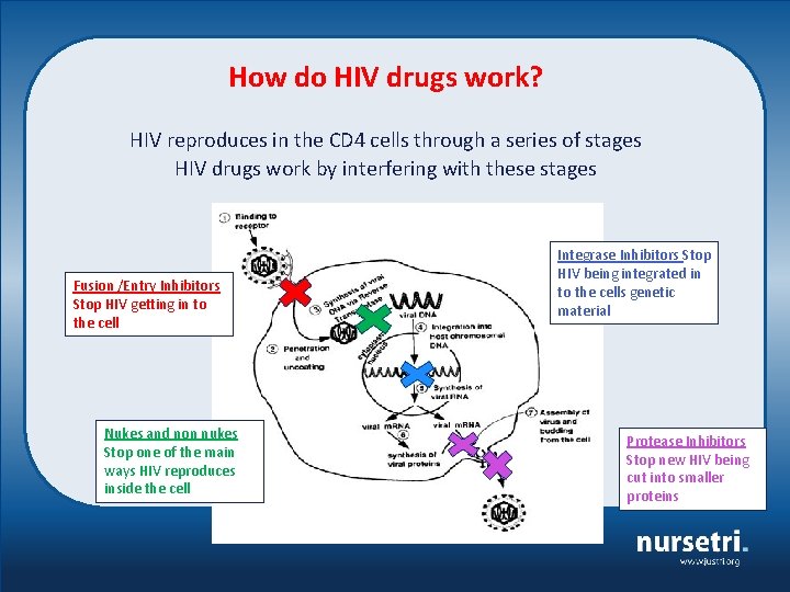 How do HIV drugs work? HIV reproduces in the CD 4 cells through a