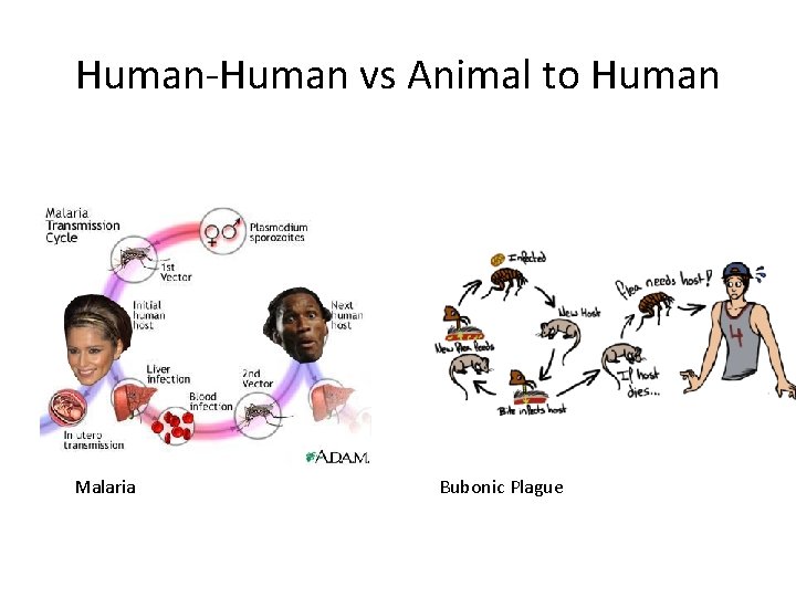 Human-Human vs Animal to Human Malaria Bubonic Plague 