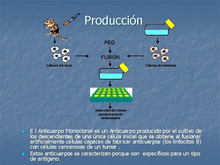 Producción n n E l Anticuerpo Monoclonal es un Anticuerpo producido por el cultivo