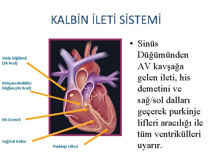 KALBİN İLETİ SİSTEMİ Sinüs Düğümü (SA Nod) Atriyoventriküler Düğüm (AV Nod) His Demeti Sağ/Sol