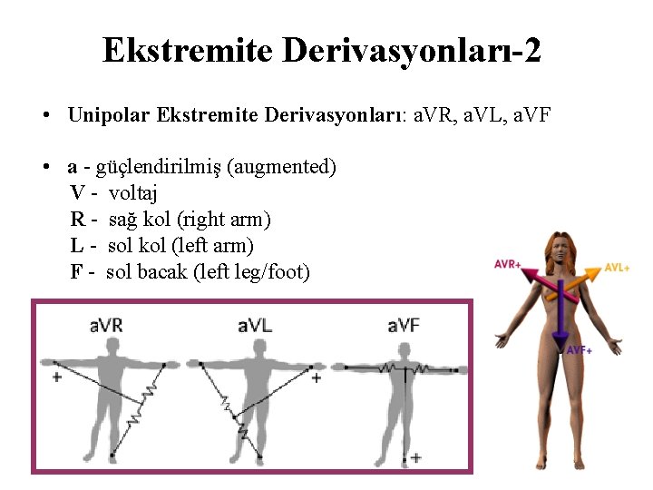 Ekstremite Derivasyonları-2 • Unipolar Ekstremite Derivasyonları: a. VR, a. VL, a. VF • a