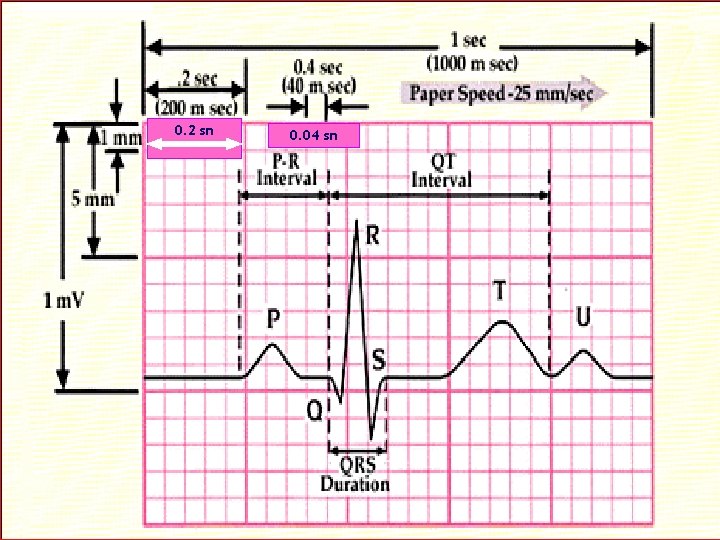 0. 2 sn 0. 04 sn 20 