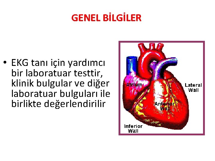 GENEL BİLGİLER • EKG tanı için yardımcı bir laboratuar testtir, klinik bulgular ve diğer