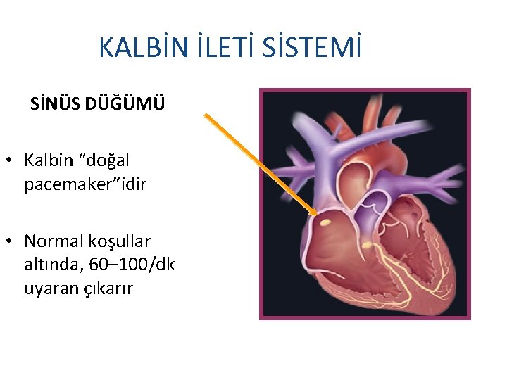 KALBİN İLETİ SİSTEMİ SİNÜS DÜĞÜMÜ • Kalbin “doğal pacemaker”idir • Normal koşullar altında, 60–