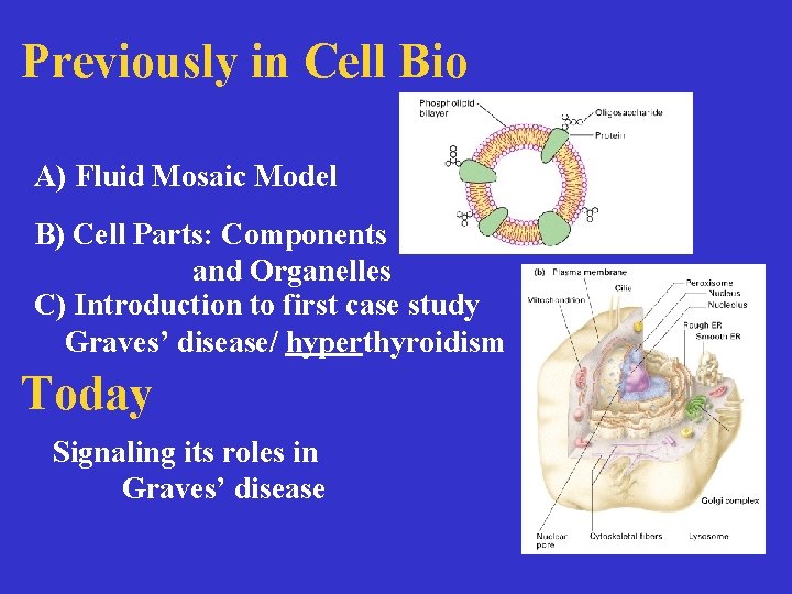 Previously in Cell Bio Previously A) Fluid Mosaic Model B) Cell Parts: Components and