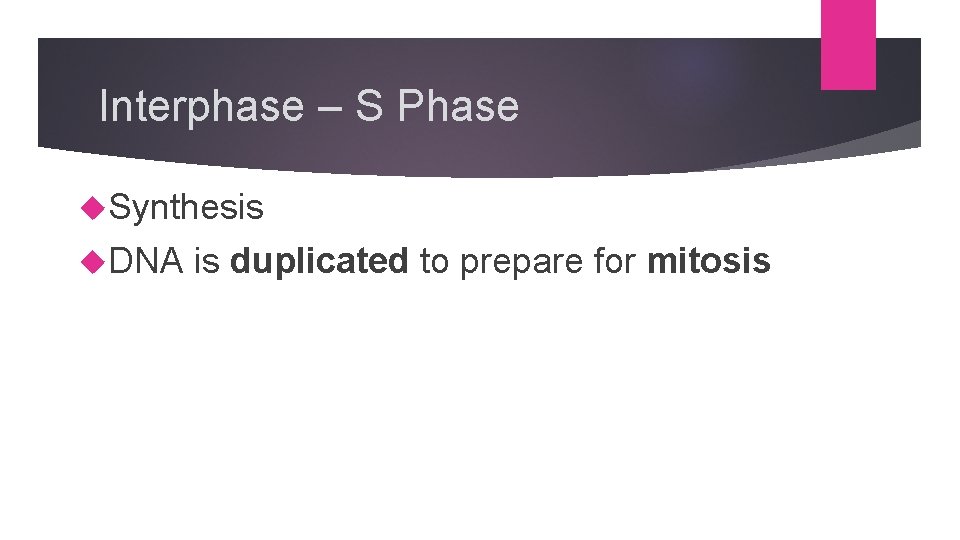 Interphase – S Phase Synthesis DNA is duplicated to prepare for mitosis 