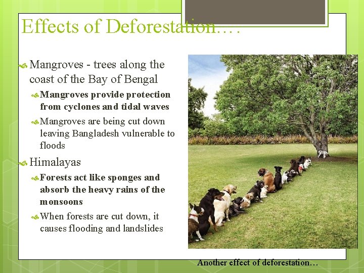 Effects of Deforestation…. Mangroves - trees along the coast of the Bay of Bengal