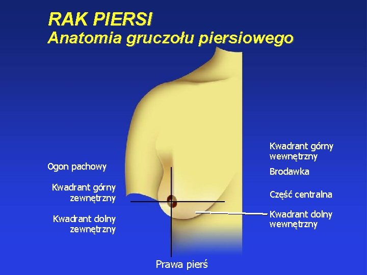 RAK PIERSI Anatomia gruczołu piersiowego Kwadrant górny wewnętrzny Ogon pachowy Brodawka Kwadrant górny zewnętrzny